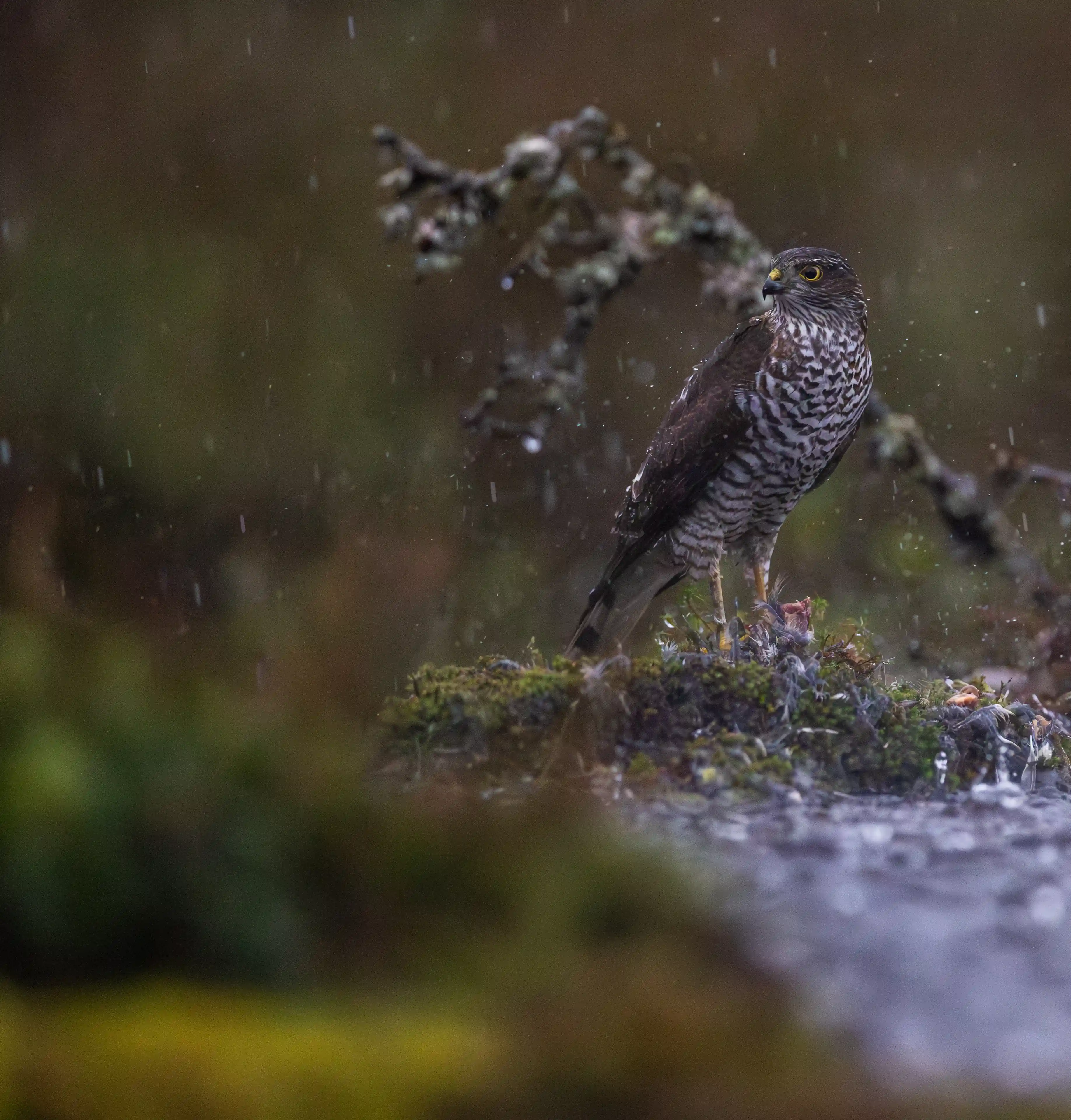 Autumn Norway gallery image 18